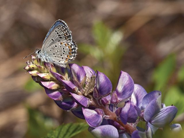 Karner blue butterfly on wild blue lupine.