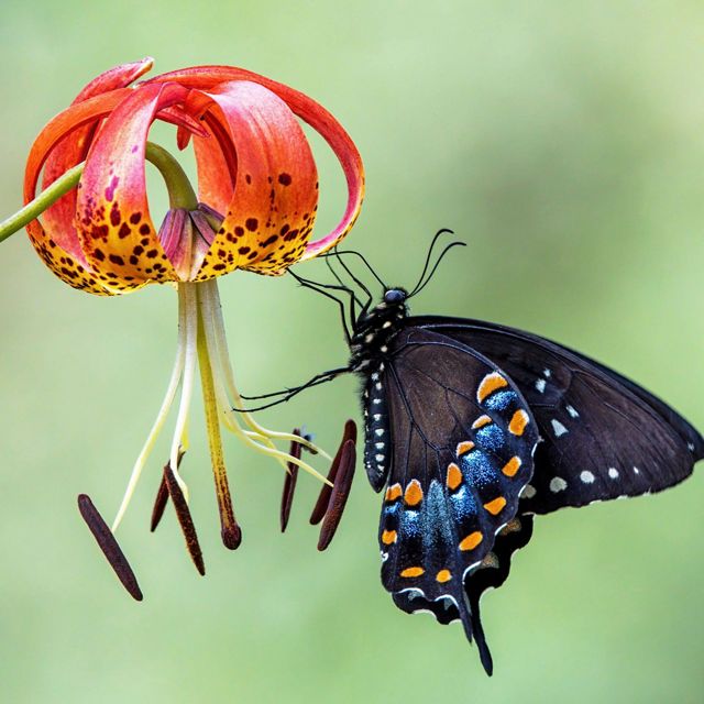 A spicebush swallowtail butterfly hangs from a turk's cap lily blossom.