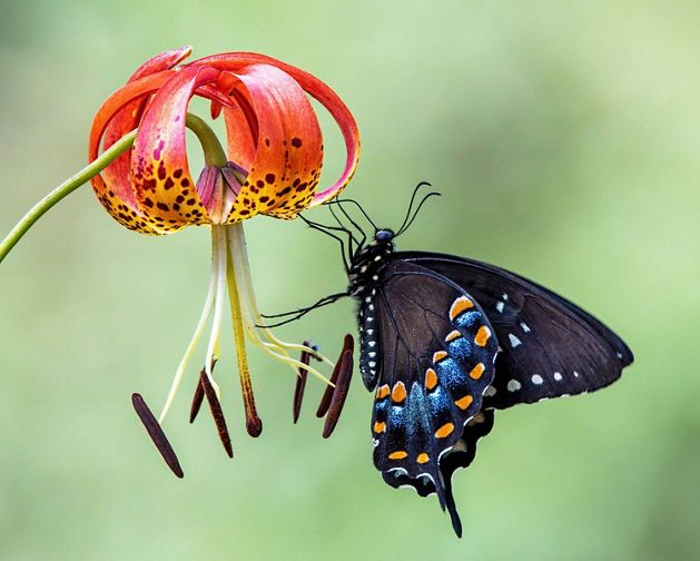 Spicebush swallowtail butterfly on turk's cap lily.