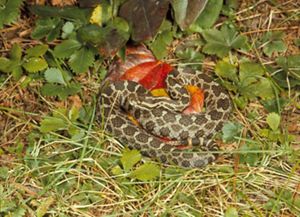 Massasauga rattlesnake in the grass.
