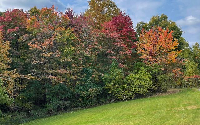 Fall trees sit in the background of a grassy field at the Maynard property at Edge of Appalachia Preserve.