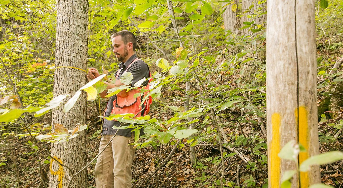 Appalachia Forest Manager Mike Hall measures and marks trees for thinning at Edge of Appalachia Preserve.