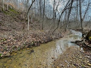 A clear stream runs through forested habitat.
