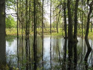 Wetlands habitat: trees sitting in shallow water.