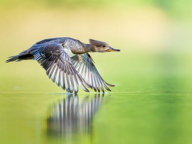 A duck takes off from lake, wings barely grazing the water's surface.