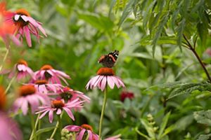 A painted lady butterfly rests on a purple coneflower in a pollinator garden.