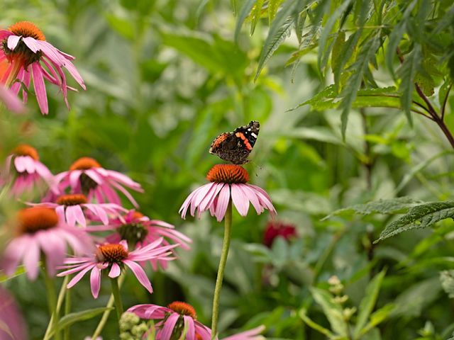A painted lady butterfly rests on a purple coneflower in a pollinator garden.