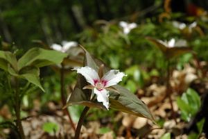 Painted trillium (Trillium undulatum).