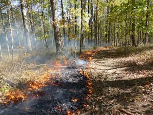Trail of prescribed fire extends into forest habitat.