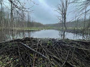 A beaver dam sits in the foreground of a pond at Morgan Swamp.