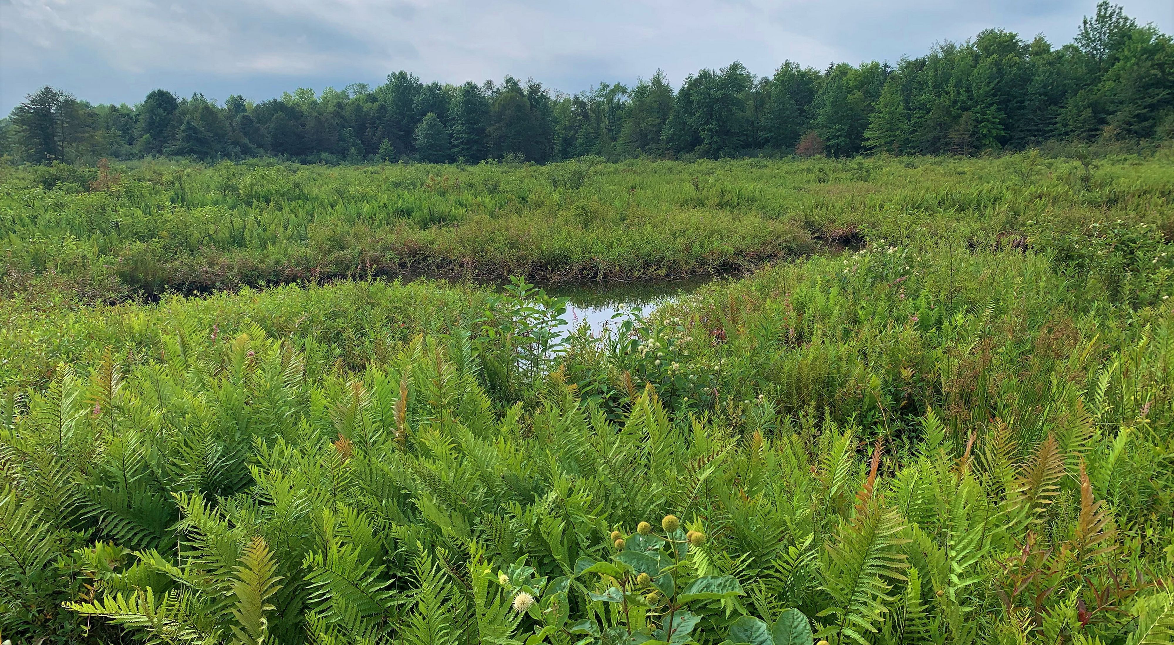 Ferns surround a small bog at Morgan Swamp Preserve.
