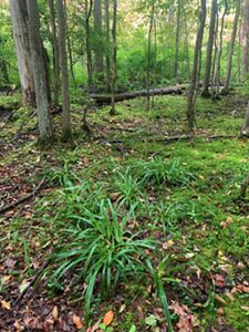 Northern long sedge grows in the forest at Morgan Swamp.
