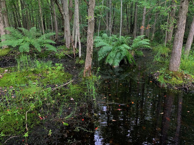 Ferns and trees grow out of standing water in a forest.