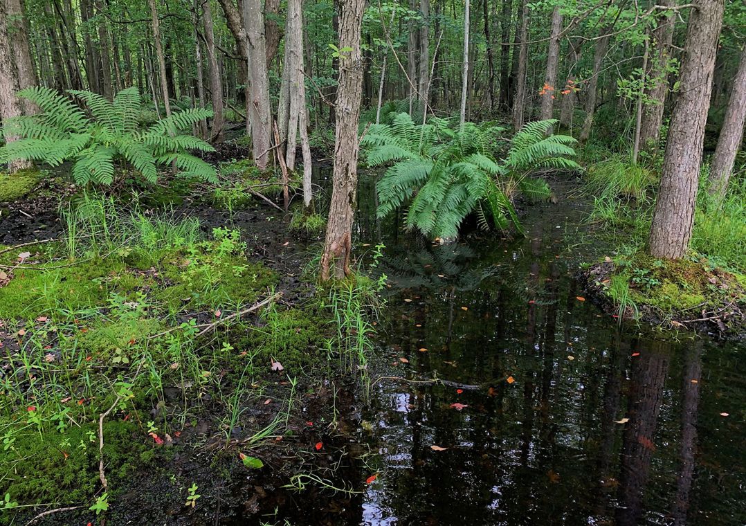 Ferns and trees grow out of standing water in a forest.