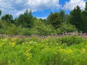 A field of Joe-pye weed and giant goldenrod in bloom in a forest-lined meadow at Morgan Swamp Preserve.