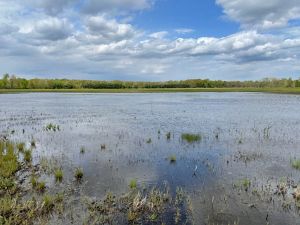 Landscape view of large wetland at Sandhill Crane Wetlands, with a body of water in the foreground and a forest of trees surrounding the wetland in the distance.