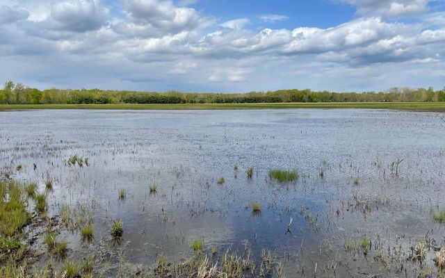 Sandhill Crane Wetlands.