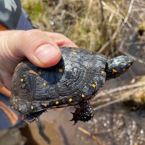 Hand holds a spotted turtle in a wetland.