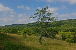Forest and prairie habitat at the Edge of Appalachia Preserve.