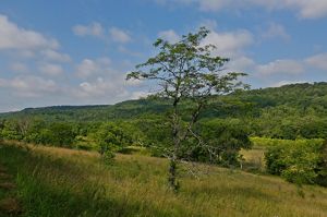 Forest in the sunshine corridor at the Edge of Appalachia Preserve.