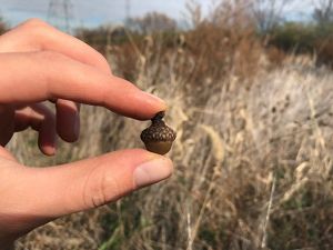 Close-up of hand holding small pin oak acorn.