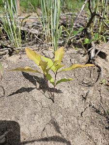 Small tree sapling emerges from bare earth.