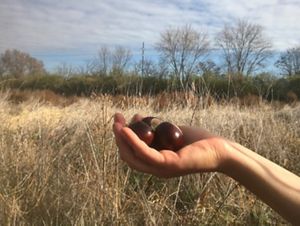 Close-up of hand holding large buckeye nuts in field.