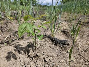 Young tree sapling emerges from vegetated ground.