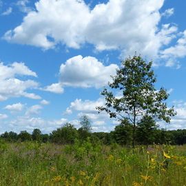 Single tree stands tall on a prairie beneath a blue cloudy sky.