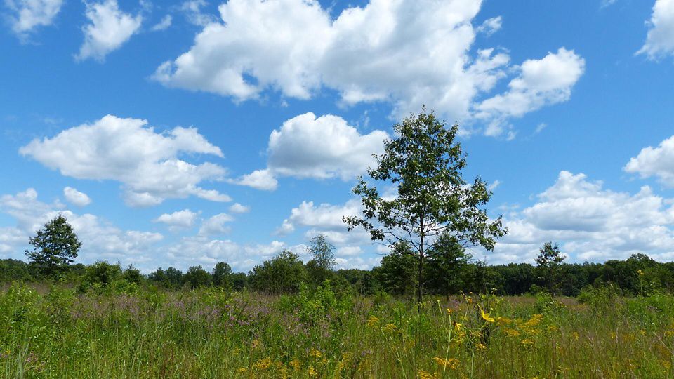 Kitty Todd Nature Preserve The Nature Conservancy