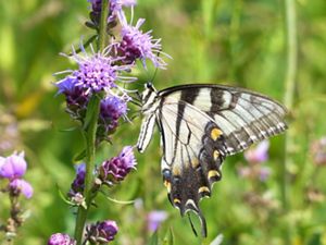 A close-up shot of a Swallowtail butterfly on a Blazing Star Liatris flower.