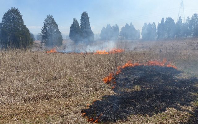 Scorched earth remains where prescribed fire has burned areas of open prairie habitat.