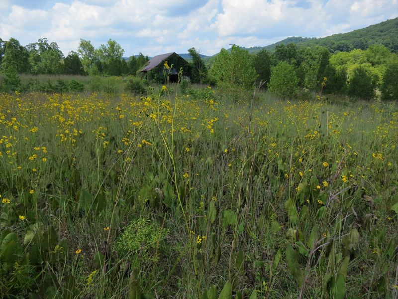 Small yellow flowers dot prairie habitat.