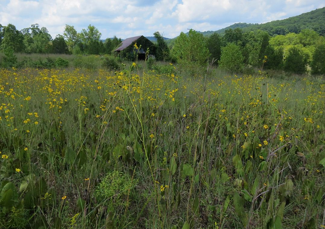 Small yellow flowers dot prairie habitat.