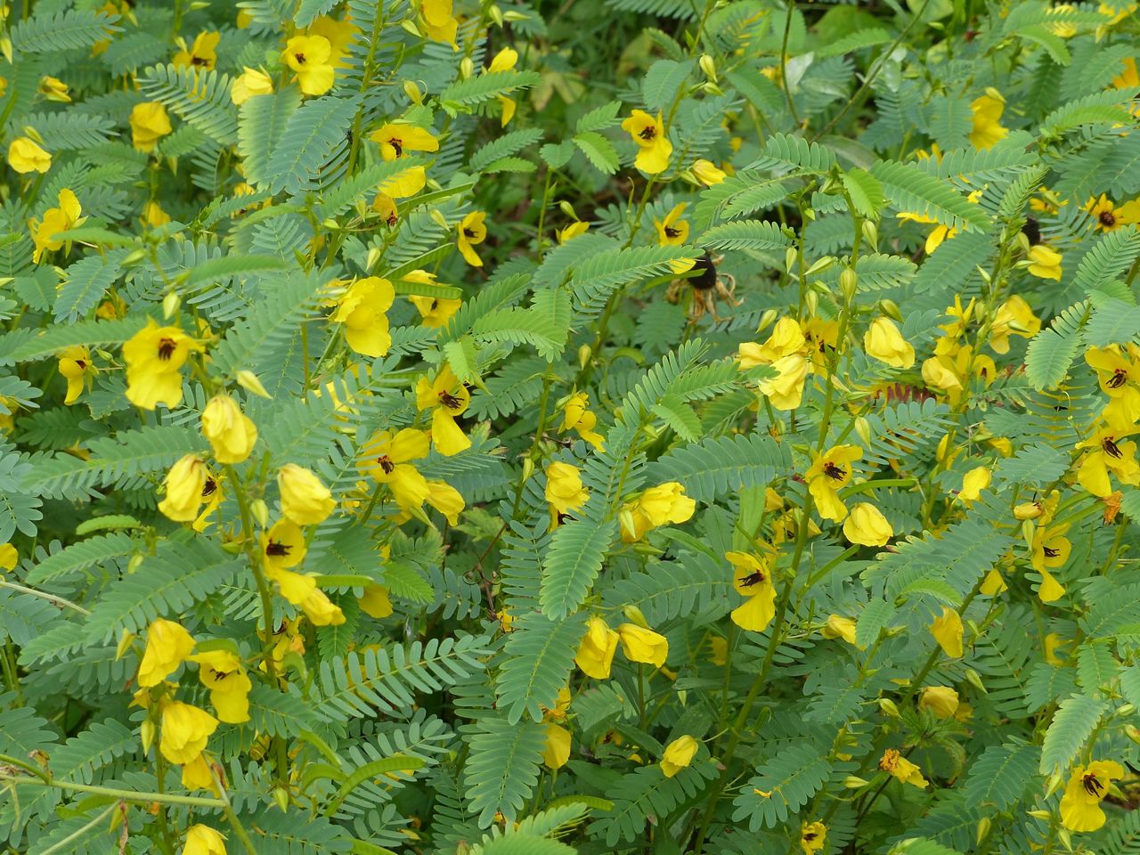 Kitty Todd Nature Preserve The Nature Conservancy