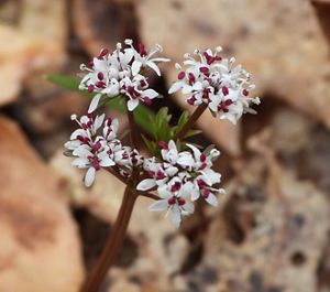 Pepper and salt wildflower blooming on forest floor.
