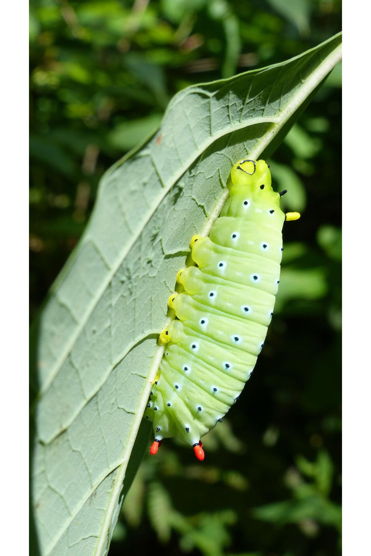 Kitty Todd Nature Preserve The Nature Conservancy