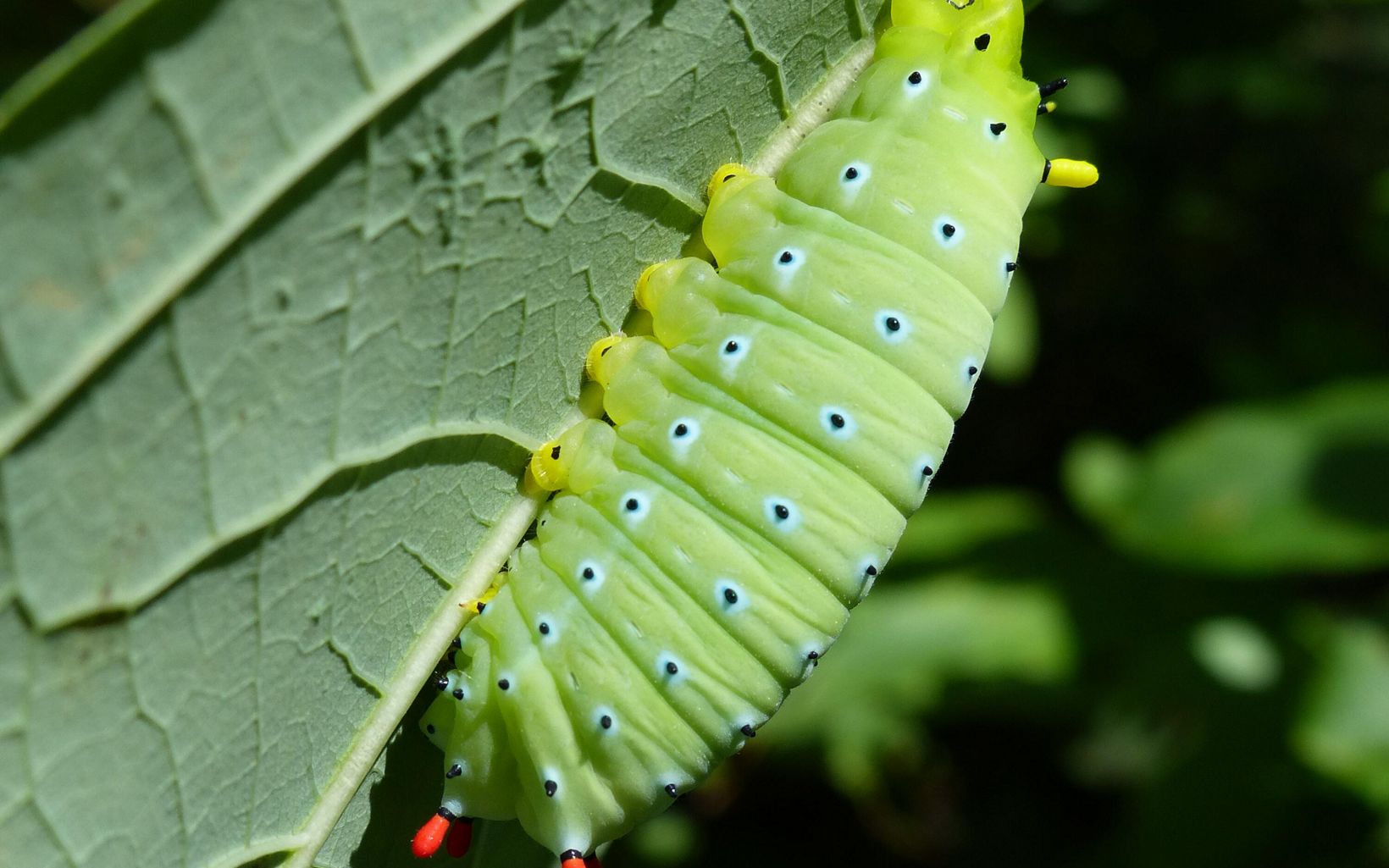 
                
                  Promethea Silk Moth Larva Sometimes called "nature's hotdogs," caterpillars of some silk moths can grow quite large, making them a perfect meal for growing birds.
                  © Angie Cole
                
              