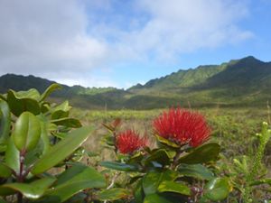 The name ʻōhiʻa lehua makanoe refers to the “misty-faced lehua,” a reference to the gentle mist found on every plant in Kanaele. 