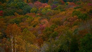 Autumn scene of forest showing red, orange, and yellow fall colors