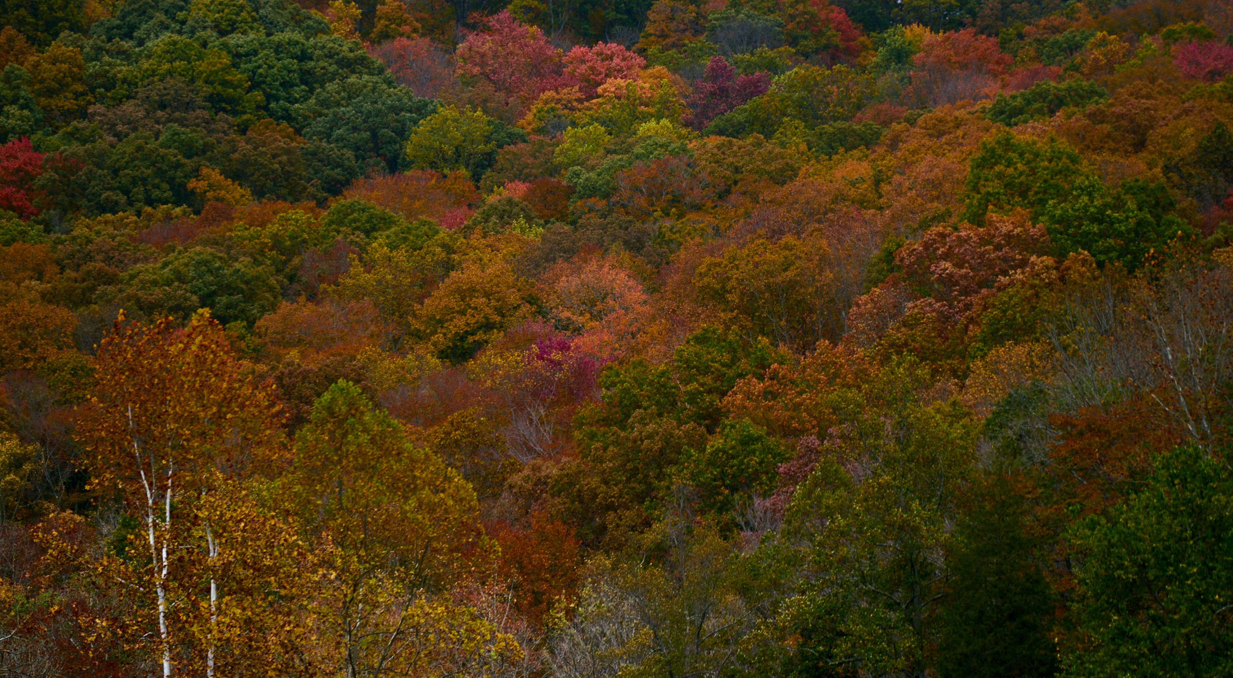 Aerial view of colorful fall trees.