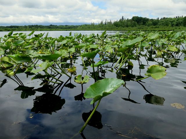 Round, green foliage covers the surface at the edge of a large, calm lake. Tall, evergreen trees line the edge of lake in the background.