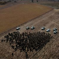 Aerial view of bison being herded into corrals.
