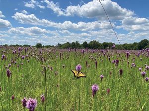 A prairie in full bloom at the Pontotoc Ridge Preserve in Oklahoma with an eastern tiger swallowtail perched on one flower. 