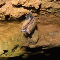 Tri-colored bat in cave.