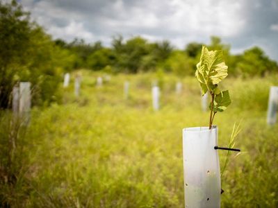 Tree tube protecting a seedling.