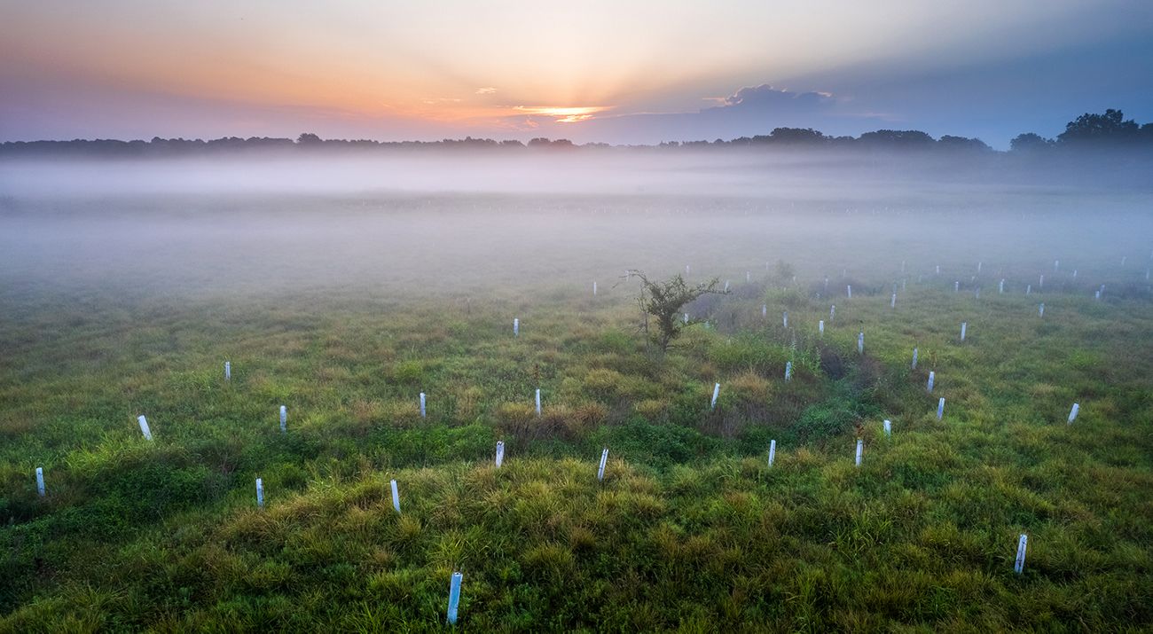 Early morning fog rising over a stream surrounded by newly planted trees.