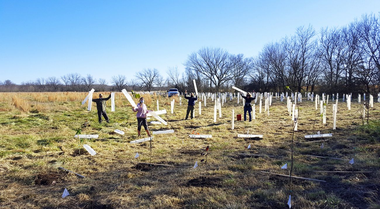 A group of volunteers applies protective tubing around trees.