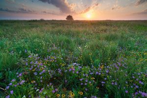 Meadow of wildflowers blooming at the Oka' Yanahli Preserve.