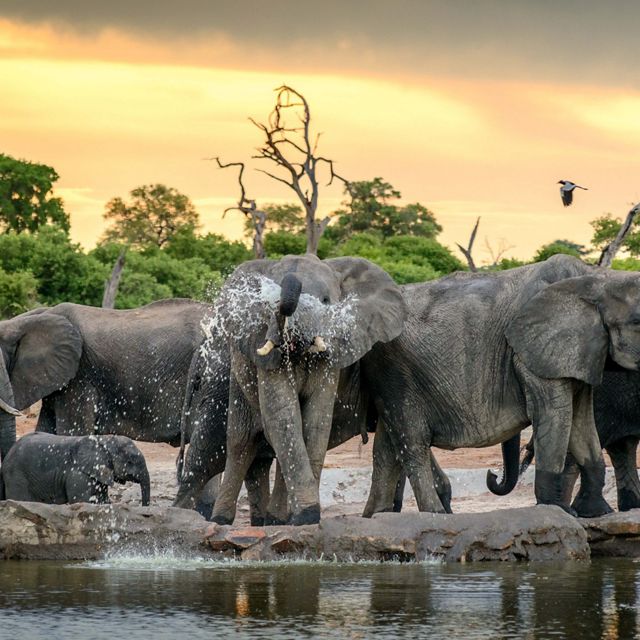 elephants at watering hole 